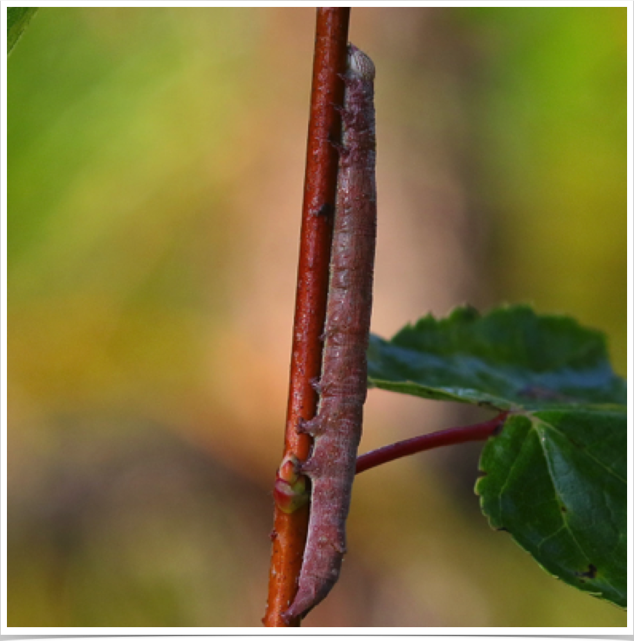 Maple Looper on Red Maple
Parallelia bistriaris
Bibb County, Alabama